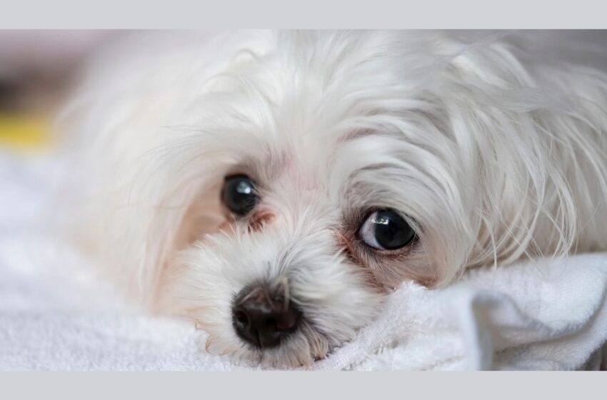  Crusty White Dogs: Why Are They So Popular